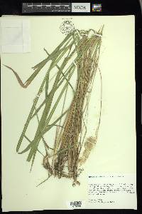 Imperata cylindrica image