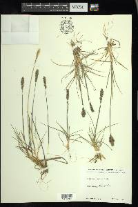 Koeleria asiatica image