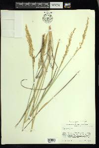 Leucopoa kingii image