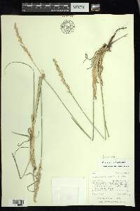 Leucopoa kingii image