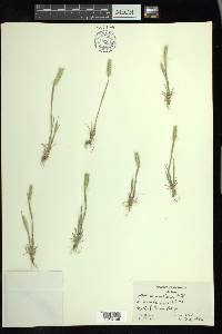 Hordeum pusillum image