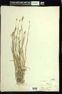 Hordeum secalinum image