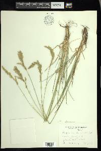 Leucopoa kingii image