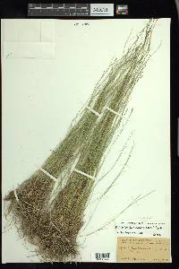 Muhlenbergia cuspidata image