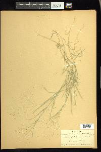 Muhlenbergia asperifolia image