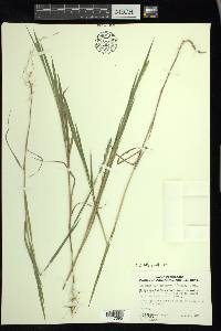 Muhlenbergia glomerata image