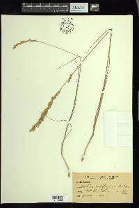 Melica californica image