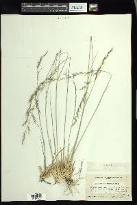 Muhlenbergia montana image