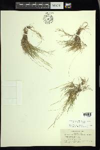 Muhlenbergia filiformis image