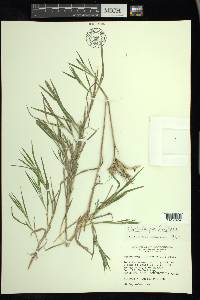 Muhlenbergia frondosa image