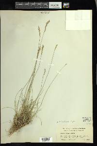 Melica bulbosa image