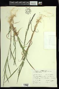 Muhlenbergia mexicana image