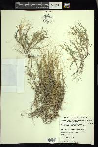 Muhlenbergia asperifolia image