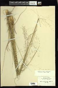 Muhlenbergia expansa image