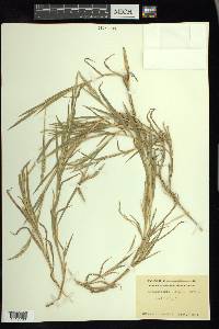 Muhlenbergia mexicana image