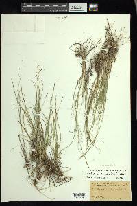 Muhlenbergia cuspidata image