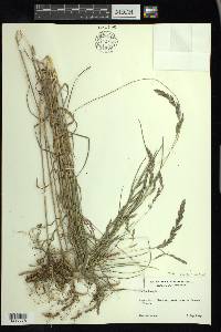 Muhlenbergia mexicana image