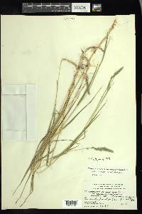 Muhlenbergia glomerata image