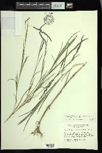 Muhlenbergia mexicana image