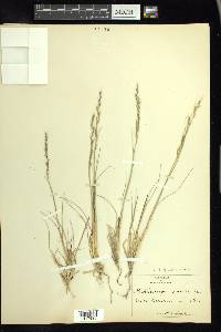 Muhlenbergia quadridentata image