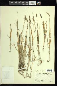 Muhlenbergia glomerata image