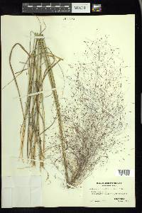 Muhlenbergia capillaris image