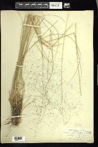 Muhlenbergia capillaris image