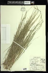 Muhlenbergia cuspidata image