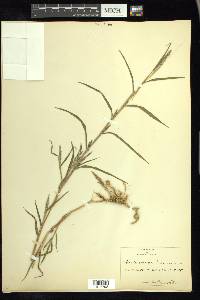 Muhlenbergia mexicana image