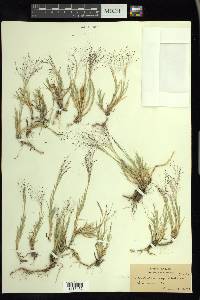 Muhlenbergia asperifolia image