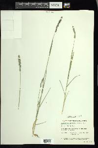 Muhlenbergia glomerata image