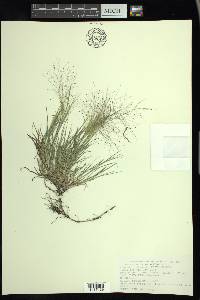 Muhlenbergia asperifolia image