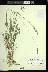 Muhlenbergia glomerata image