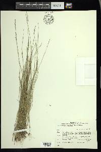 Muhlenbergia cuspidata image