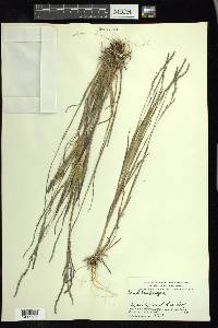 Muhlenbergia mexicana image