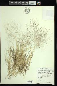 Muhlenbergia asperifolia image