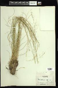 Muhlenbergia expansa image