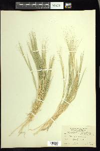 Muhlenbergia asperifolia image