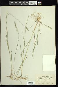 Muhlenbergia andina image