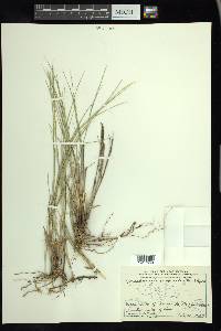 Muhlenbergia cuspidata image