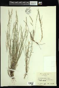 Muhlenbergia polycaulis image