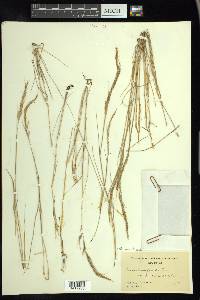 Muhlenbergia quadridentata image