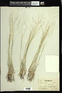 Muhlenbergia arenicola image