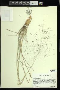 Muhlenbergia capillaris image