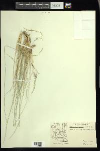 Muhlenbergia montana image