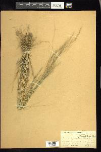 Muhlenbergia pauciflora image