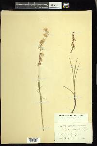 Melica stricta image