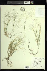 Muhlenbergia asperifolia image