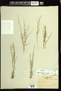 Muhlenbergia cuspidata image