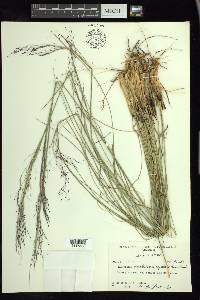 Muhlenbergia capillaris image